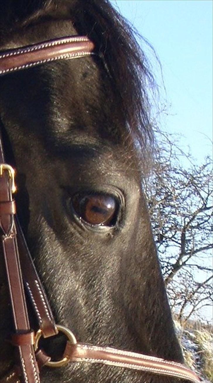 New Forest /Oldenborg BlackShadow - beuty <3 billede 3