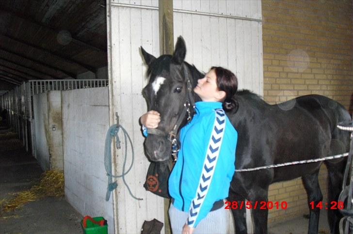 Fuldblod (XX) Toftegaardens Mango billede 2