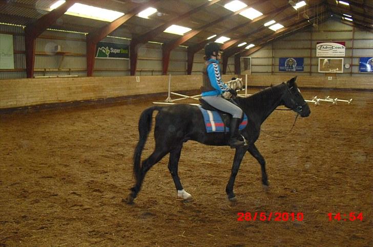 Fuldblod (XX) Toftegaardens Mango billede 3