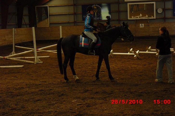 Fuldblod (XX) Toftegaardens Mango billede 4