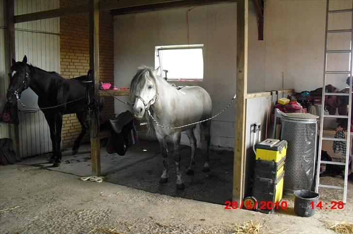 Fuldblod (XX) Toftegaardens Mango billede 5