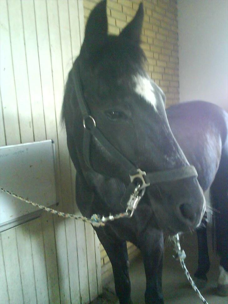 Fuldblod (XX) Toftegaardens Mango billede 7