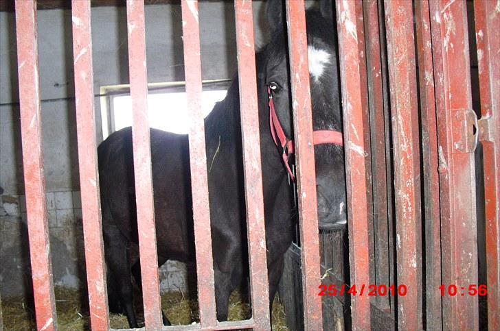 Fuldblod (XX) Toftegaardens Mango billede 8