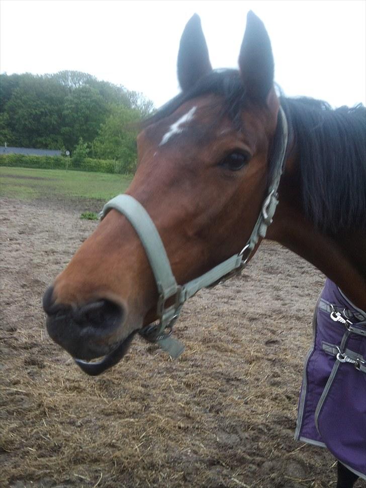 Holstener Ocean's Cypre billede 19