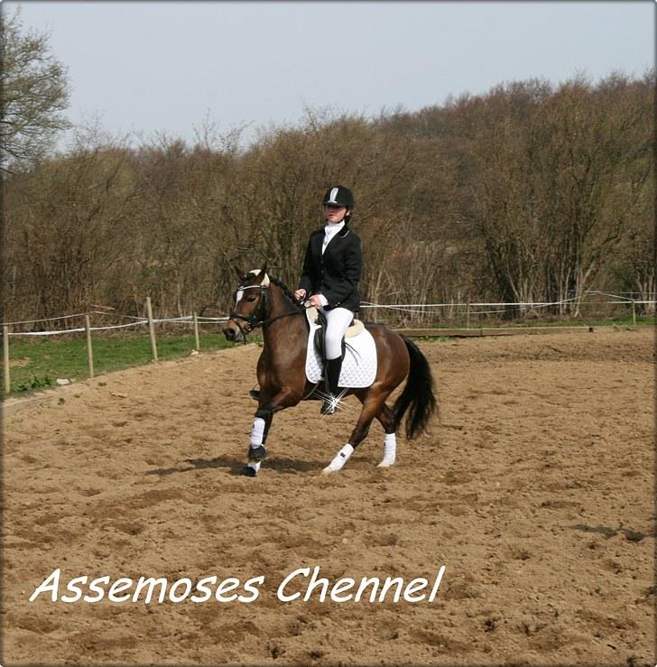 Welsh Pony (sec B) Assemoses Chennel - velkommen til chennel´s profil <3 billede 1