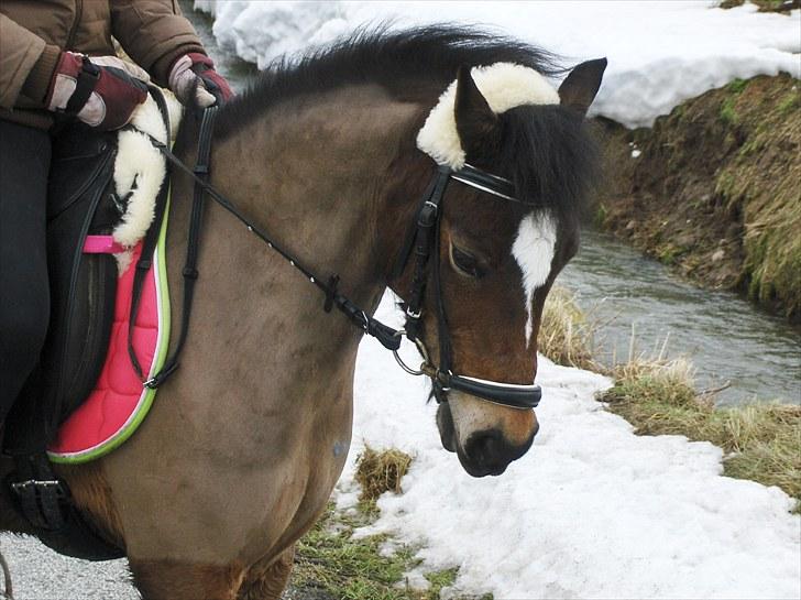 Welsh Pony (sec B) Assemoses Chennel billede 3