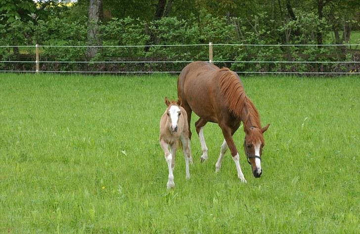 DSP Daisy - sølvmedalje hoppe - Daisy på fold med følle der er 3 uger gammel - 2010 billede 14