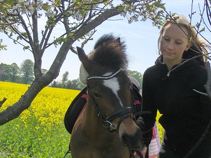 Welsh Pony (sec B) Assemoses Chennel - mig og nelle i det dejlige forårs vejr! :* <3 du betyder så meget for mig nelle! :D billede 5