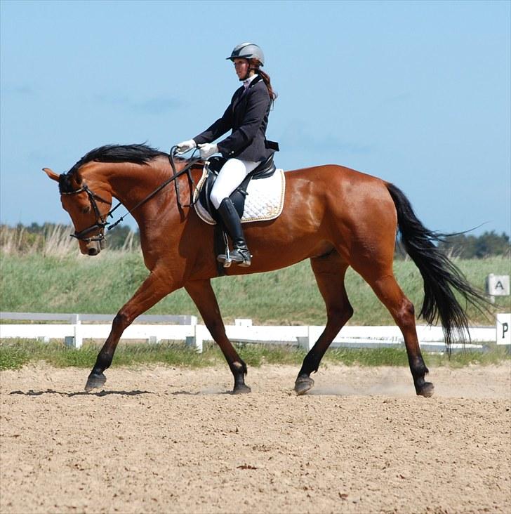 Dansk Varmblod LUXOR billede 5
