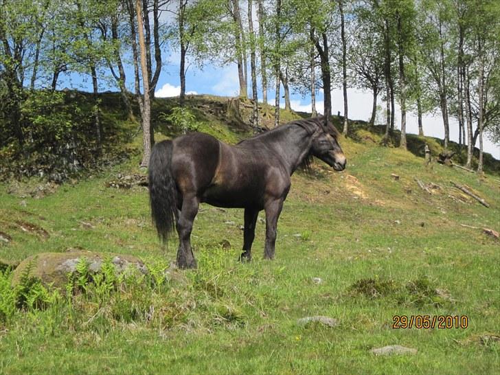 Norsk Døle Prinsen - På sommerbeitet 2010 billede 7