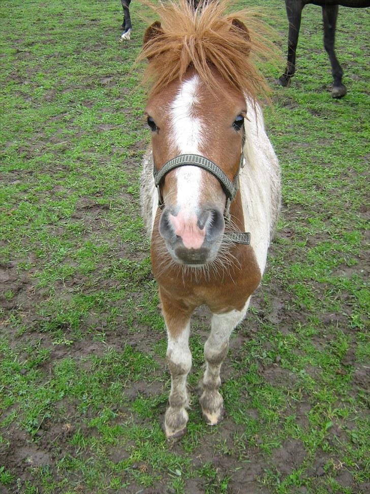 Shetlænder Mini billede 6