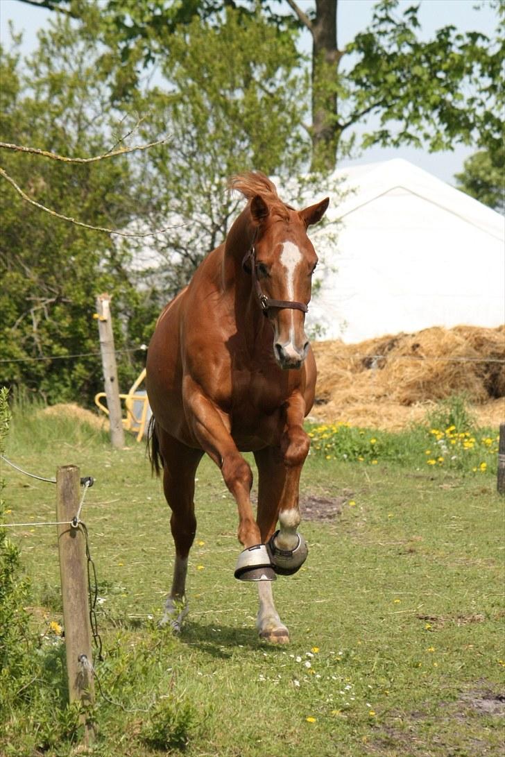 Trakehner Spanggaards Nairobi - Maj 2010 billede 14