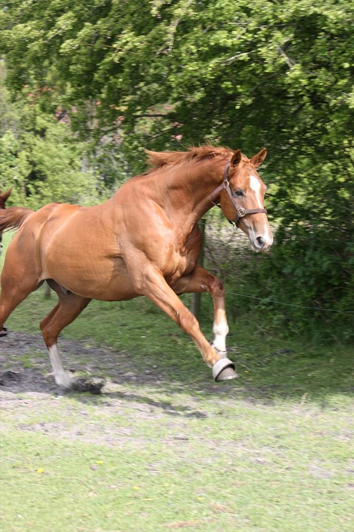 Trakehner Spanggaards Nairobi - Maj 2010 billede 15