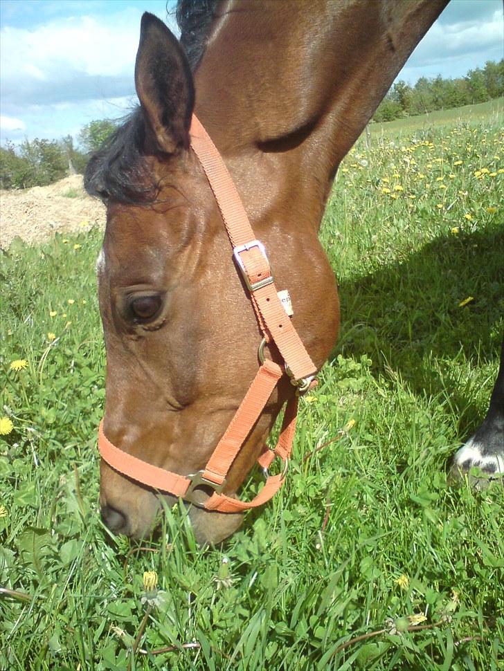 Fuldblod (XX) Angelo <3 - Angelo græsser :) billede 20