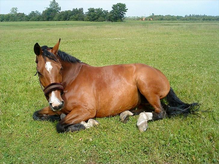 Westfaler Ronja - d 23 juni 2010 billede 11