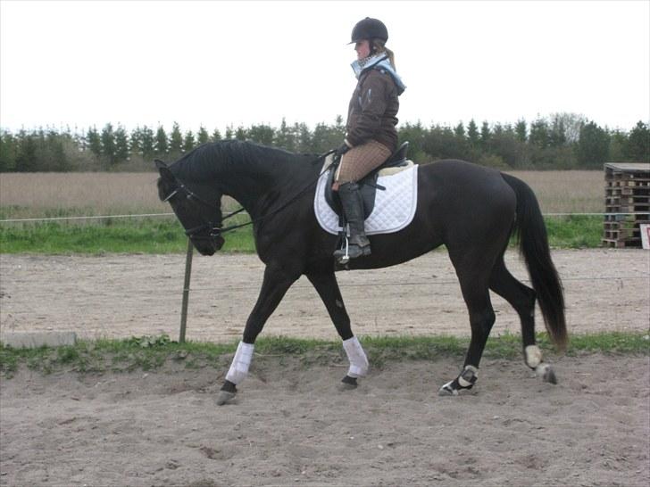 Trakehner Fariy's Nice Surprice † R.I.P † - Fin som hun går der dejligt med frem skridt. billede 17