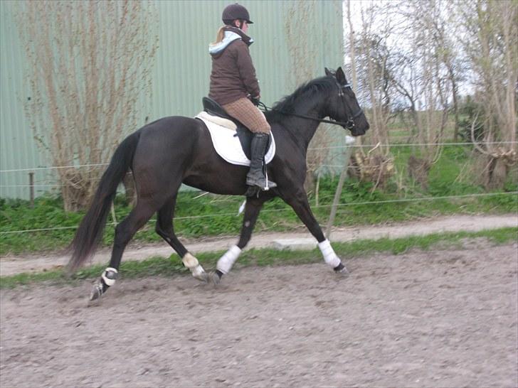 Trakehner Fariy's Nice Surprice † R.I.P † - sådan skal bene se ud derefter skal vi bare have styr på hoved og rytter skal også lige sidde ordenligt, men svært når man ikke bare kan gøre som man normalt gør. billede 18