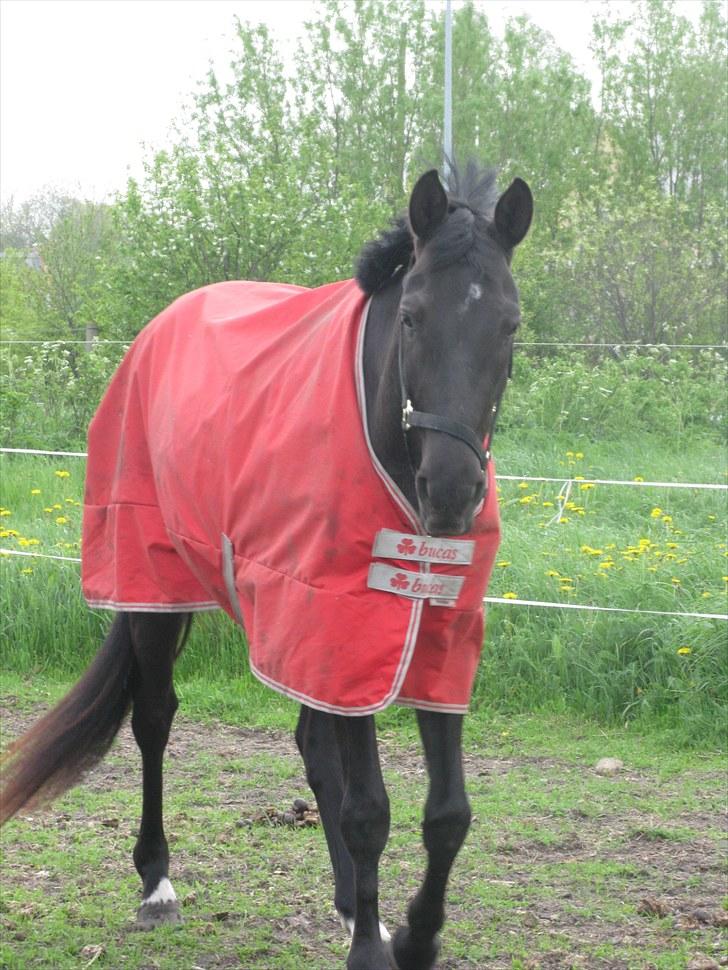 Trakehner Fariy's Nice Surprice † R.I.P † - med sit fine røde dækken;) billede 19