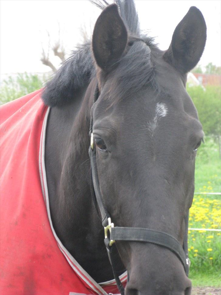 Trakehner Fariy's Nice Surprice † R.I.P † - det fine hoved hun har;) billede 20