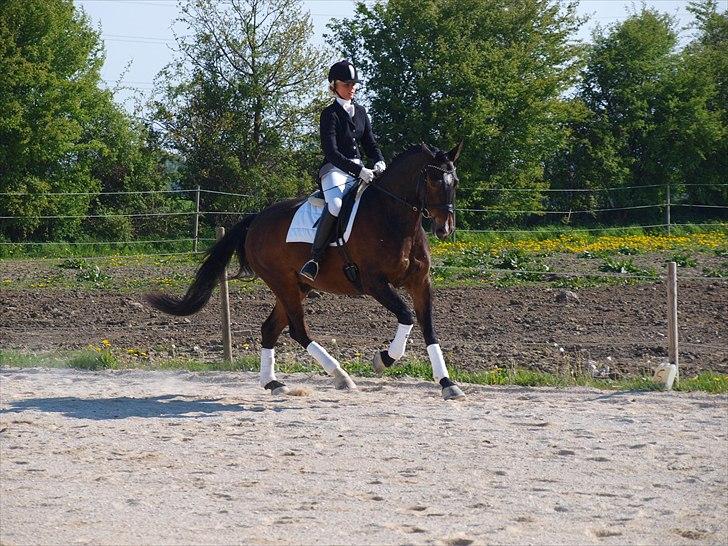 Oldenborg Uzo Horsmark - Velkommen Til Uzo Horsmark´s Profil. billede 1