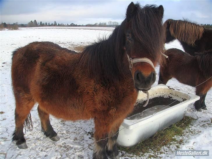 Anden særlig race Jolly billede 2