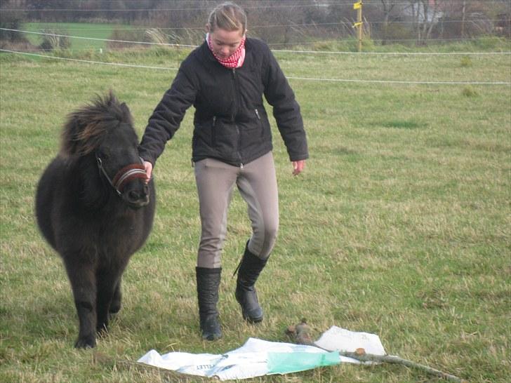 Shetlænder Sally - 18. Sally og miig billede 18