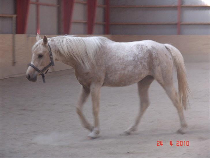 Palomino Vesterskovens chinira <3solgt<3 billede 2