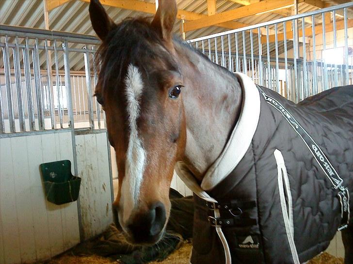 Irsk Sportspony Magic Rose - Rose der prøver sit nye dækken <3 <3 ( det første billed jeg tog af hende <3 billede 13