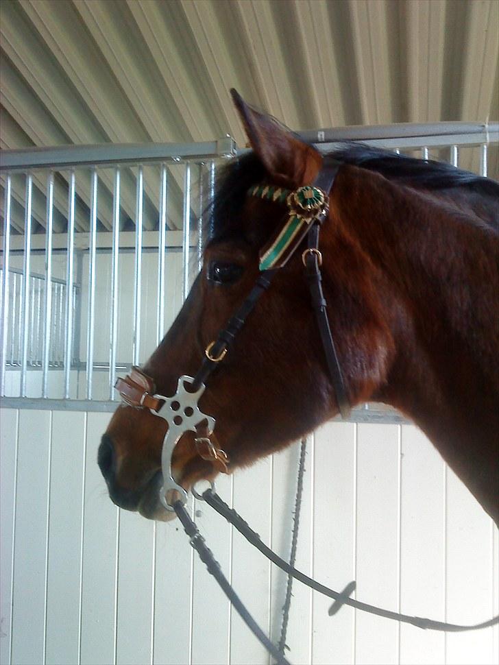 Irsk Sportspony Magic Rose - miin rose  billede 15