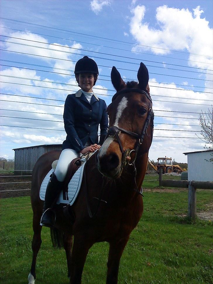 Irsk Sportspony Magic Rose - konfimasjon igen  billede 19