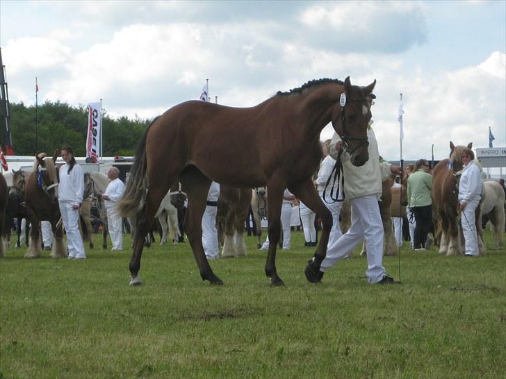 Dansk Varmblod Vida Linda - Lækker lækker... dog kun til 20 point. billede 10