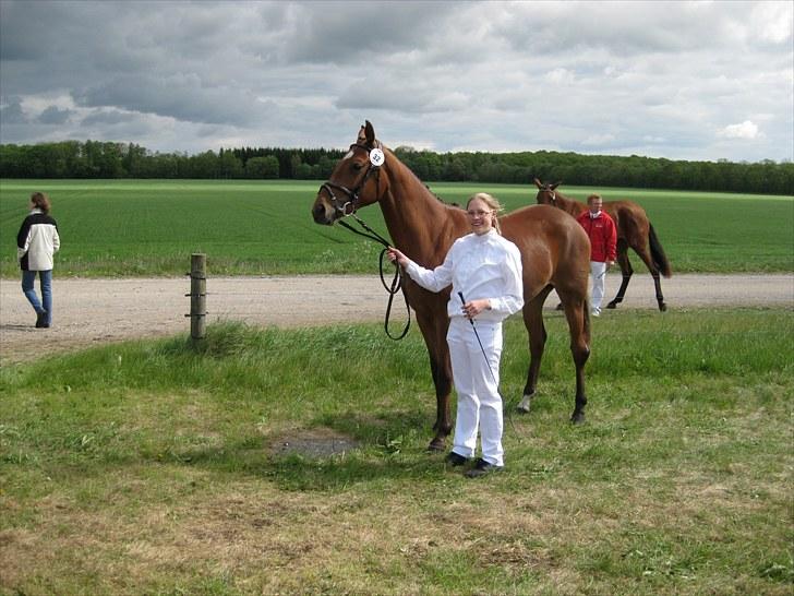 Dansk Varmblod Vida Linda - Dejlig dag på gl estrup 2010 billede 11