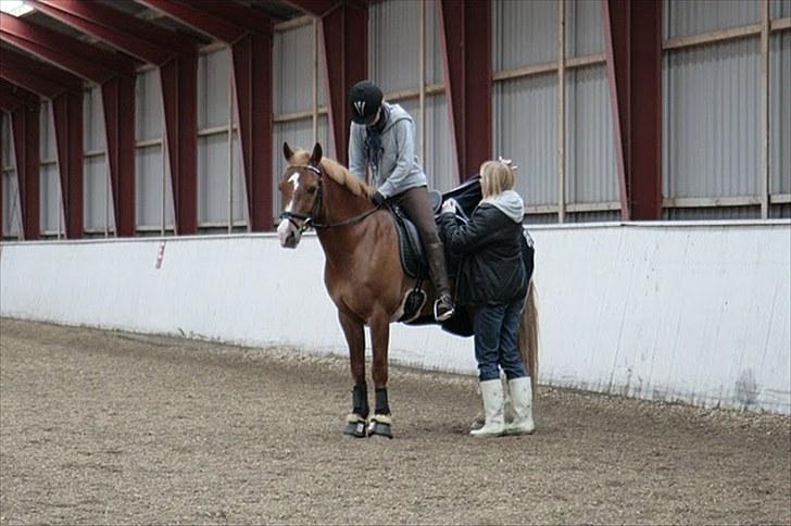 Anden særlig race Firebird  billede 14