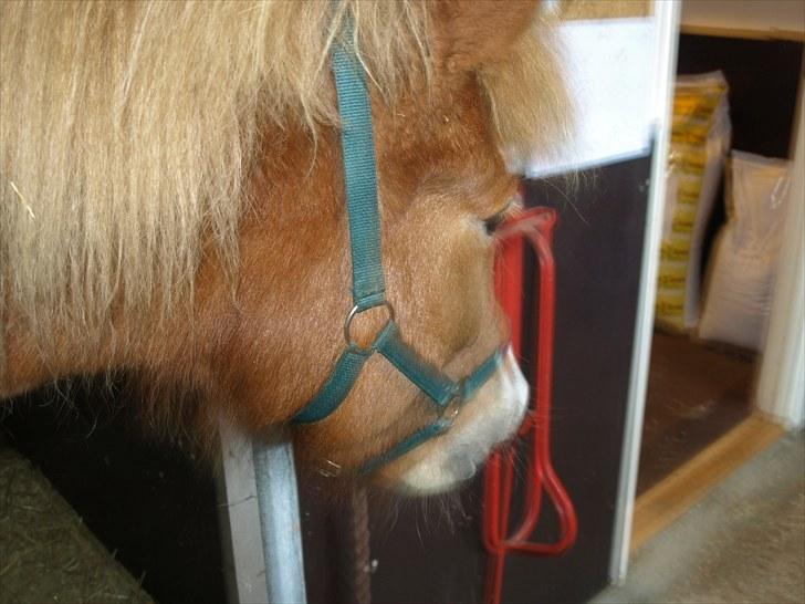 Islænder Sóley fra Lille Nørregård - juuummmsss fodrerum!! ;-P billede 16