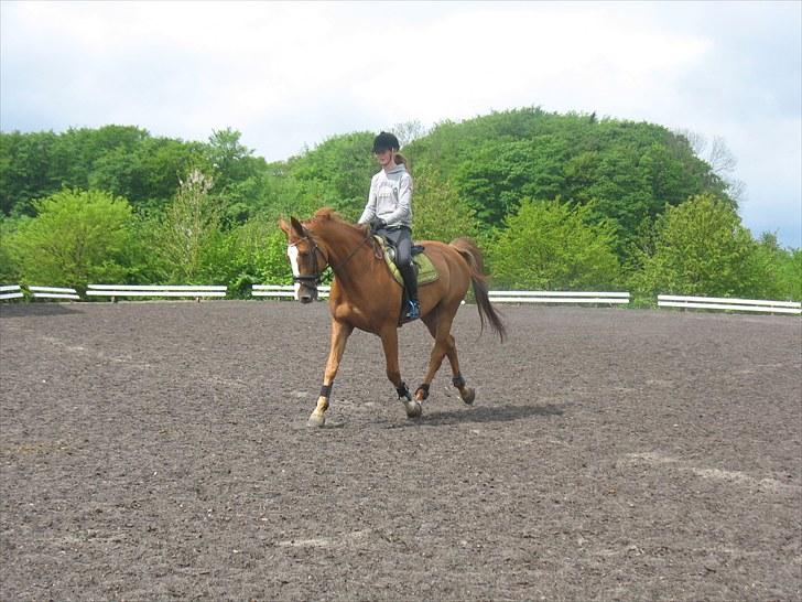 Holstener Clemento 2 - R.I.P :'( - han er en skjult dressur hest :D billede 9