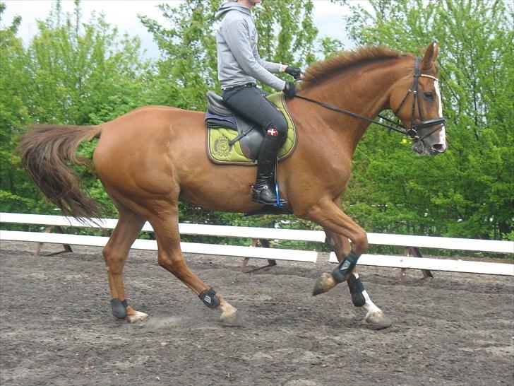 Holstener Clemento 2 - R.I.P :'( billede 10