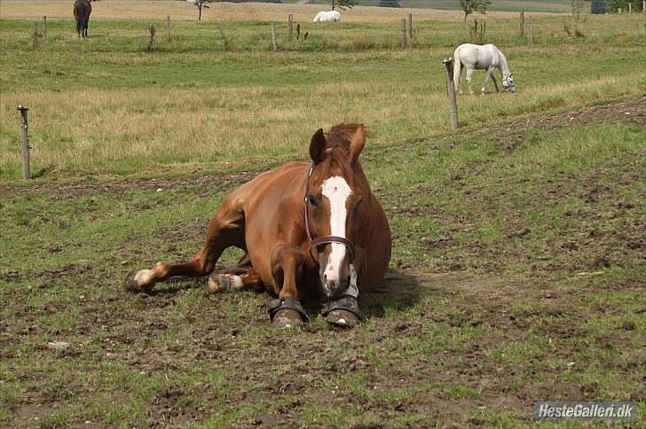 Holstener Clemento 2 - R.I.P :'( billede 11