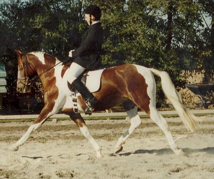 Pinto Kiki RPIN 63 * R I P * billede 1