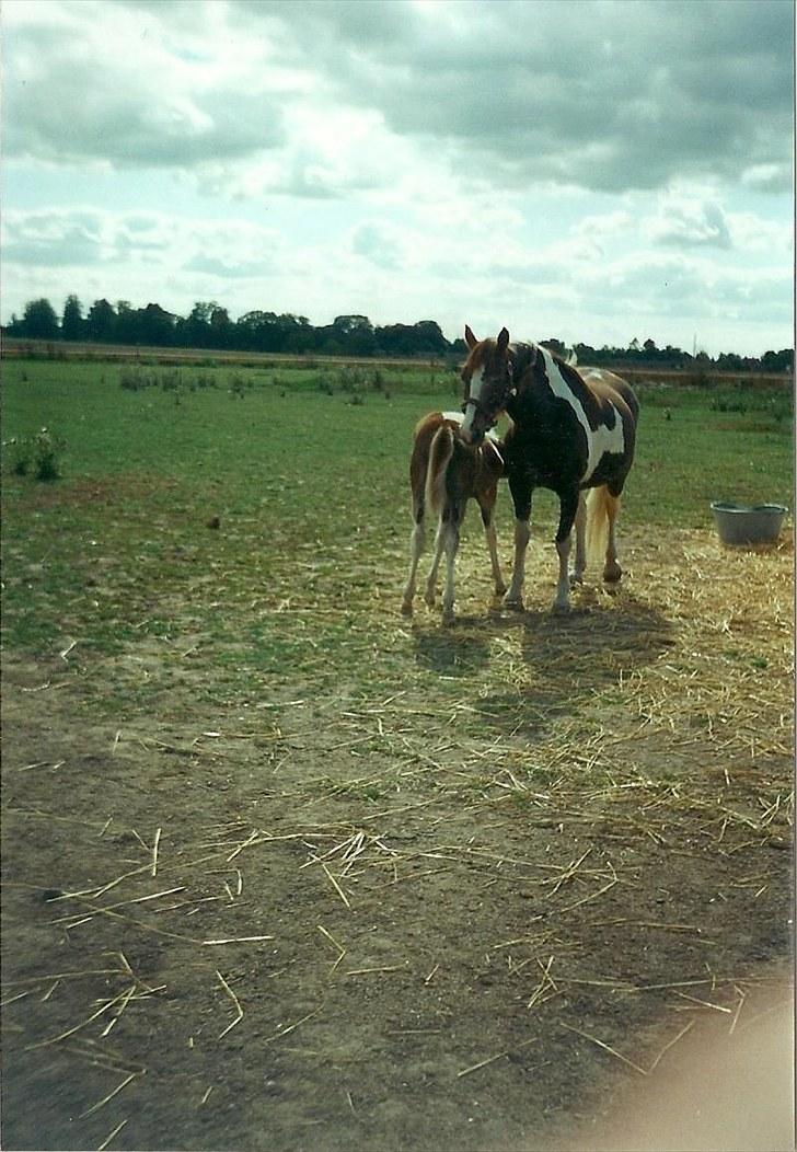 Pinto Kiki RPIN 63 * R I P * billede 2