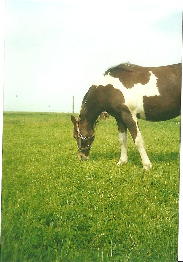 Pinto Kiki RPIN 63 * R I P * billede 3