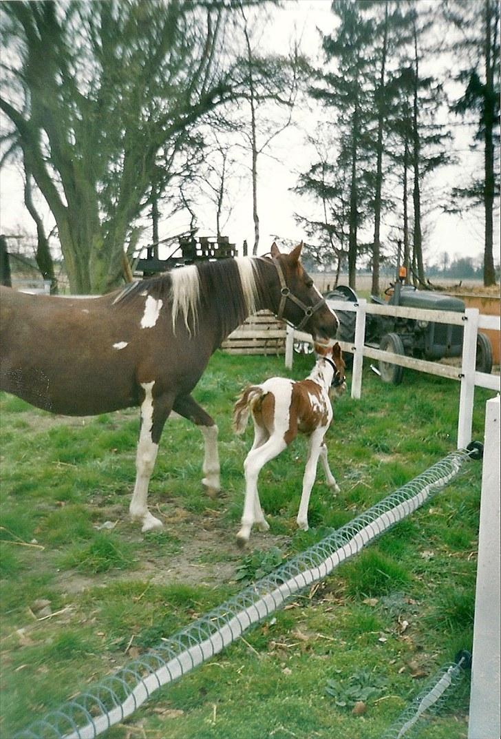 Pinto Kiki RPIN 63 * R I P * billede 4