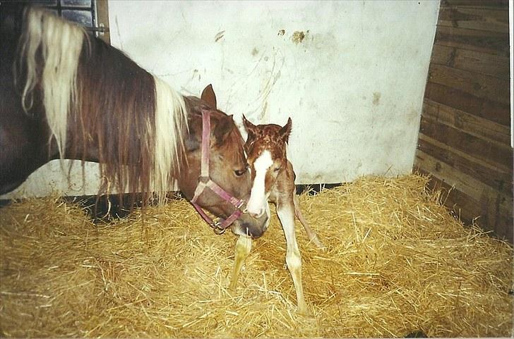 Pinto Kiki RPIN 63 * R I P * billede 6