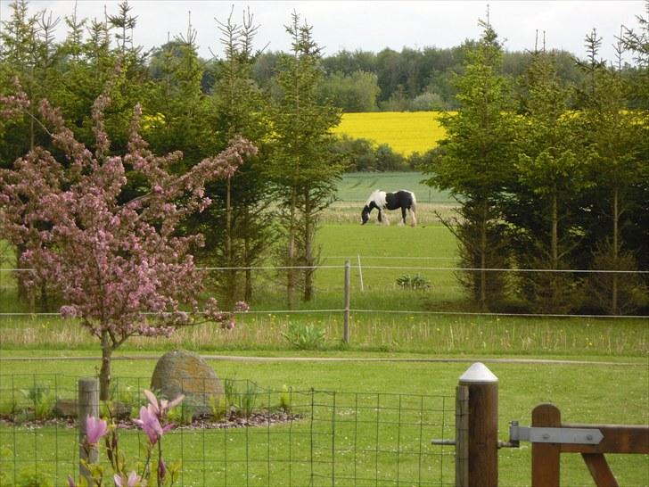 Tinker  Mama Danger. - G R Æ S ! ! ! billede 6