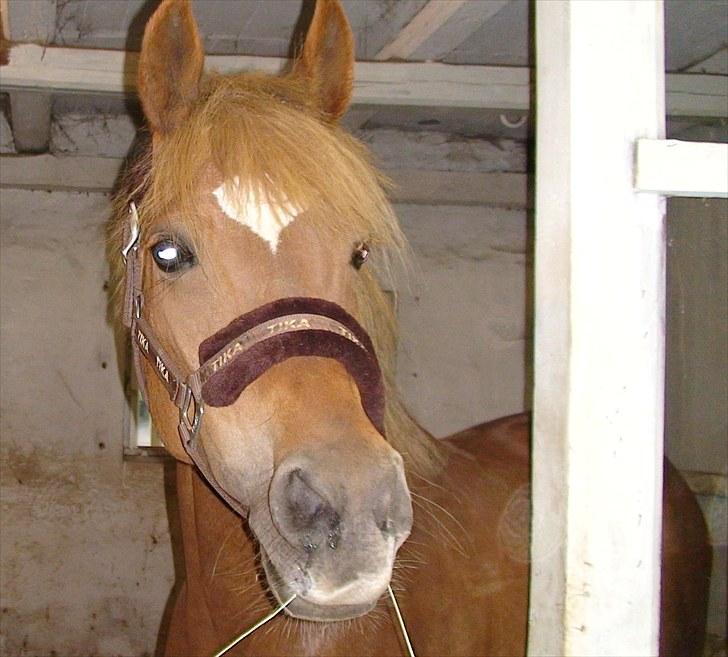 Hollandsk Sportspony Charon R.I.P :`( savnet - hej her står jeg i min boks og venter på at komme ud til de andre billede 2