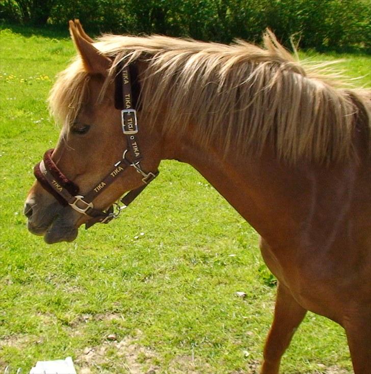 Hollandsk Sportspony Charon R.I.P :`( savnet - jeg gider ikke så jeg lader som om det er noget billede 5