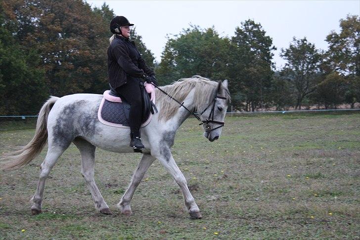 Anden særlig race Tequila himmelhest (L) - Fotograf: Natascha Pedersen billede 20