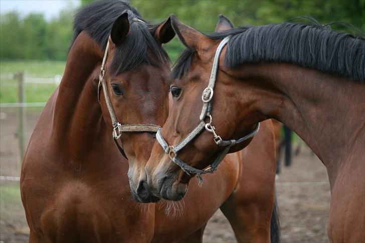 Dansk Varmblod Comtess - Da jeg havde Comtess og min gamle hest Carismo på samme tid, en fantastisk tid :) billede 5
