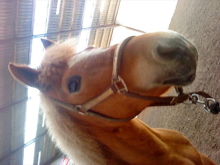 New Forest Lillehøjs Meranti - syntes i ikke jeg er pæn <3 billede 15