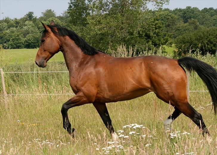 Dansk Varmblod Comtess - Skønne dyr.  billede 9