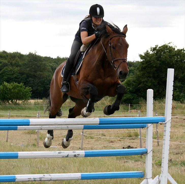Dansk Varmblod Comtess - 125 cm, seje Tess. Foto: Nalle billede 10
